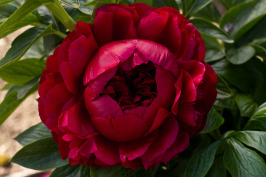 Henry Bockstoce -  photo©Brooks Gardens, Oregon 