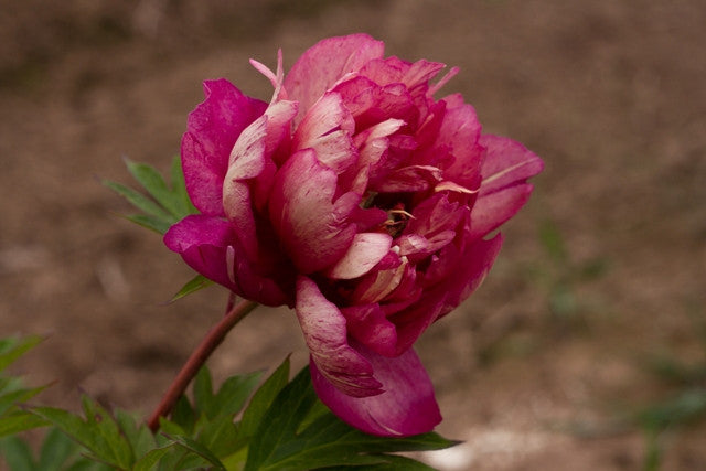 Hillary Itoh intersectional peony - photo©Brooks Gardens, Oregon 