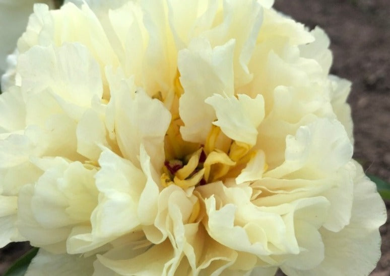 Early Canary peony @brooksgardens