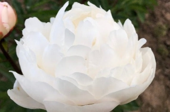 fragrant double white peony Amalia Olson