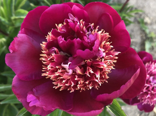 Battle Flag peony at Brooks Gardens