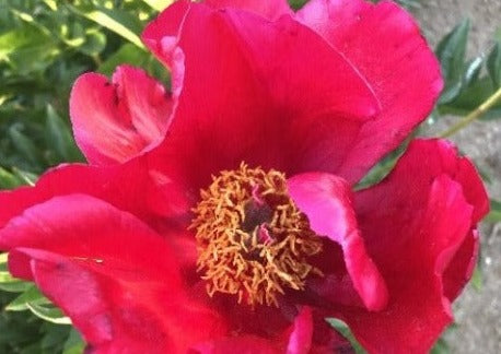 Camden bright red peony at Brooks Gardens