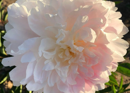 Confetti peony