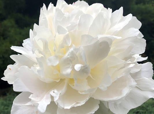 Duluth peony copyright Brooks Gardens Sprauer