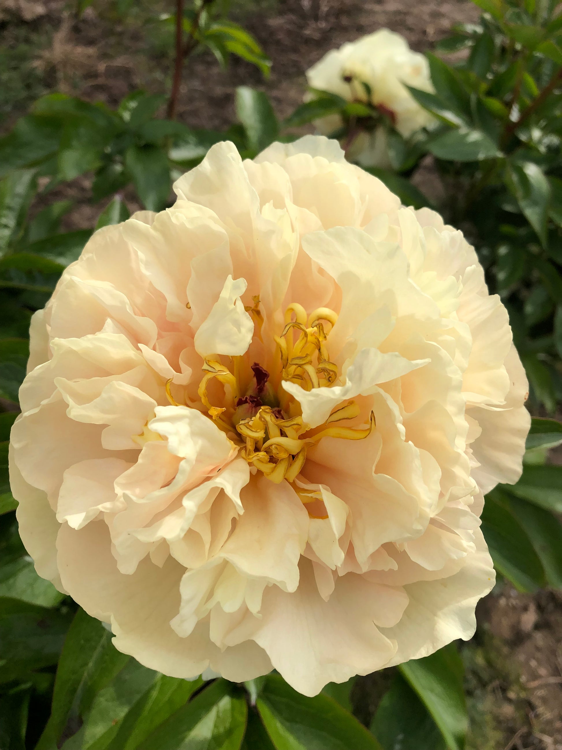 Early Canary peony Brooks Gardens 