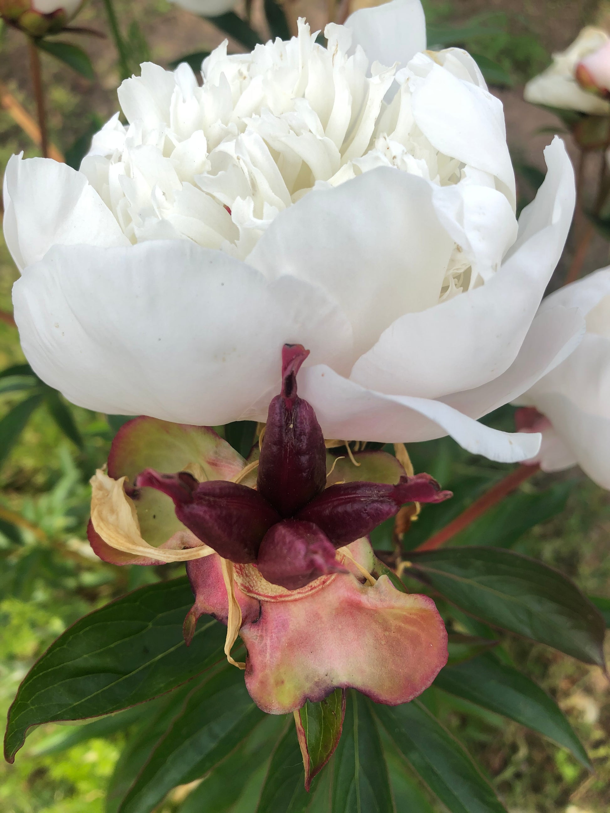 Immaculee peony flower and seed pod at Brooks Gardens Oregon peony farm