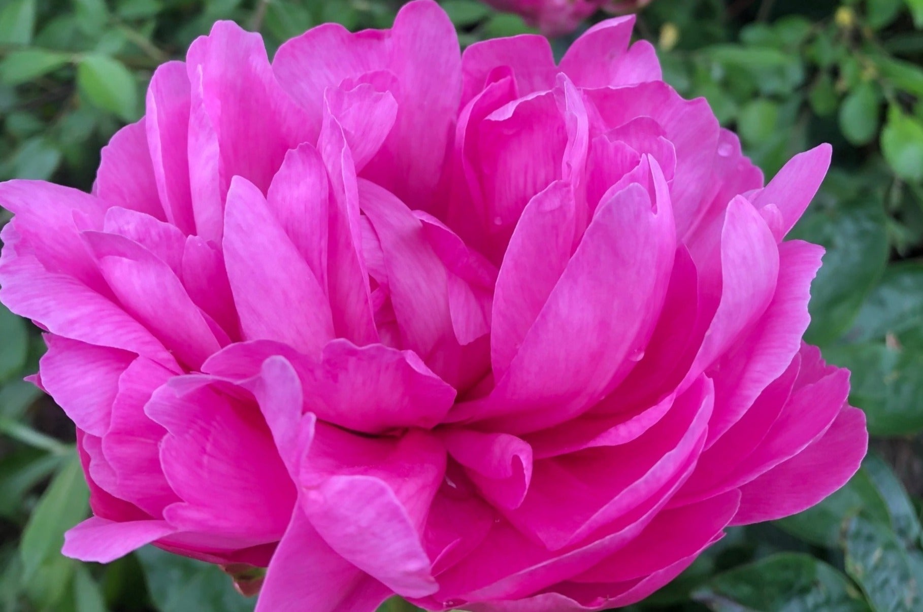 unique color pink peony Juliska