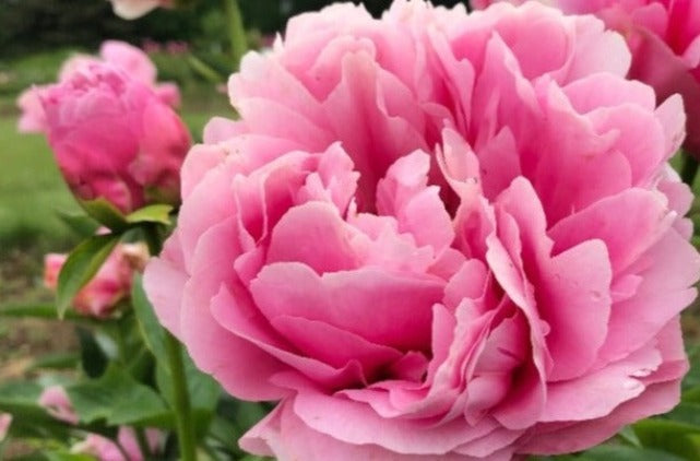 Pure pink Kathy's Touch big peony flowers. Roots plants for sale. 
