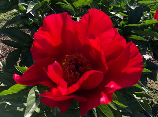 Kristin Joy peony @brooksgardens