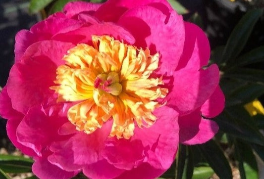 Compact peony plants of bold, bright pink and yellow. Short peony plants.