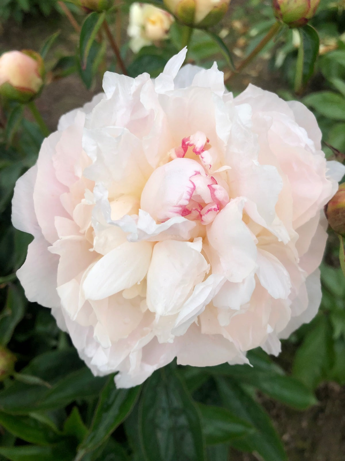 high built blush white double fragrant peony My Love