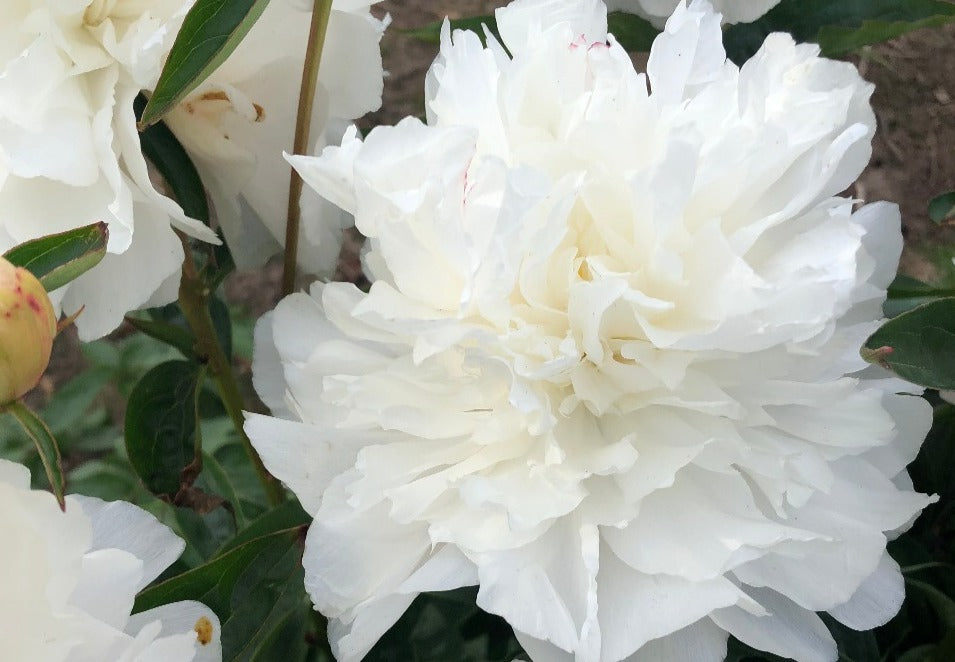 Many petalled white pealescent double peony My Love