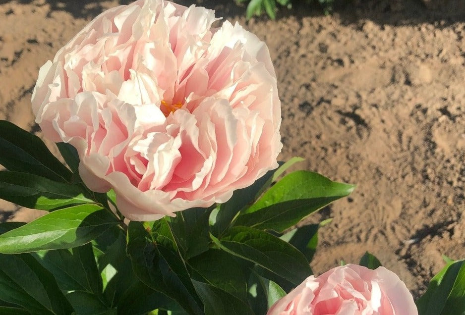Beautiful soft shell pink peony Nelda's Joy. Roots for sale at Brooksgardens Oregon farm. 