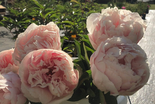 Ý Nghĩa Hoa Plume- Vẻ Đẹp Mềm Mại Như Làn Mây Và Biểu Tượng Của Hy Vọng Hoa hồng plume nở rộ