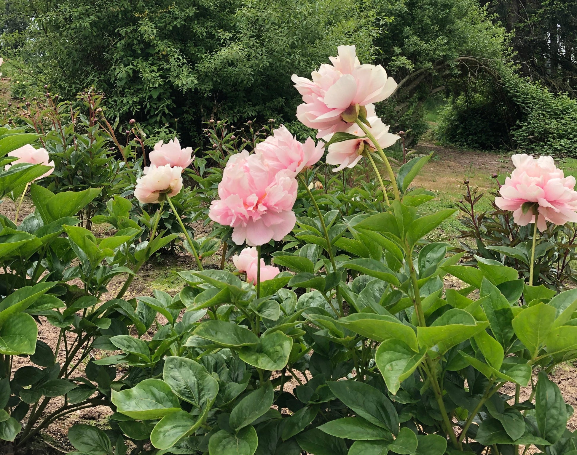 double peony Pink Supreme
