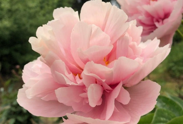 Pink Supreme, a soft pink double garden peony.
