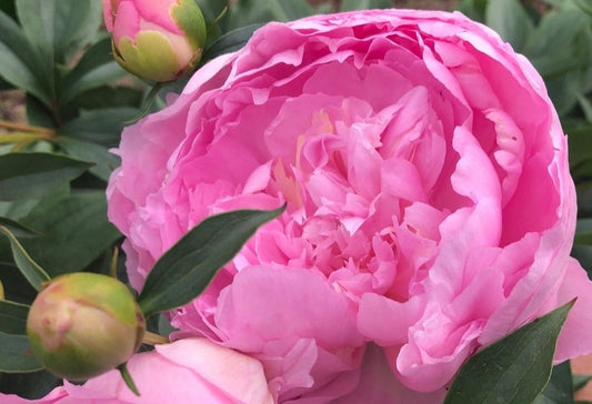 Pink Tinkerbelle