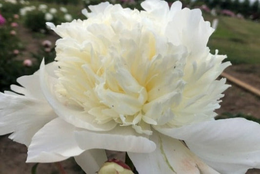 Large fluffy white double bomb style peony Pricess Bride. 