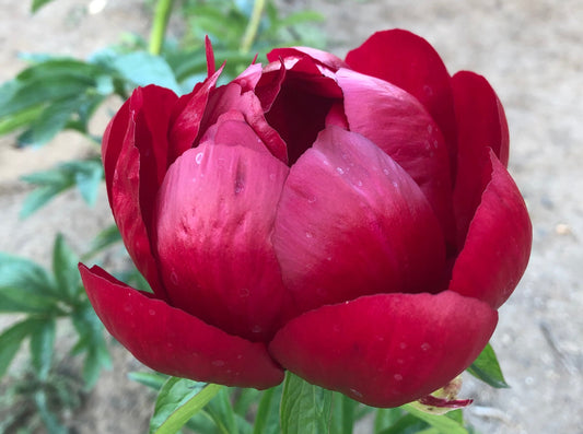 Red Red Rose Saunders peony at Brooks Gardens farm