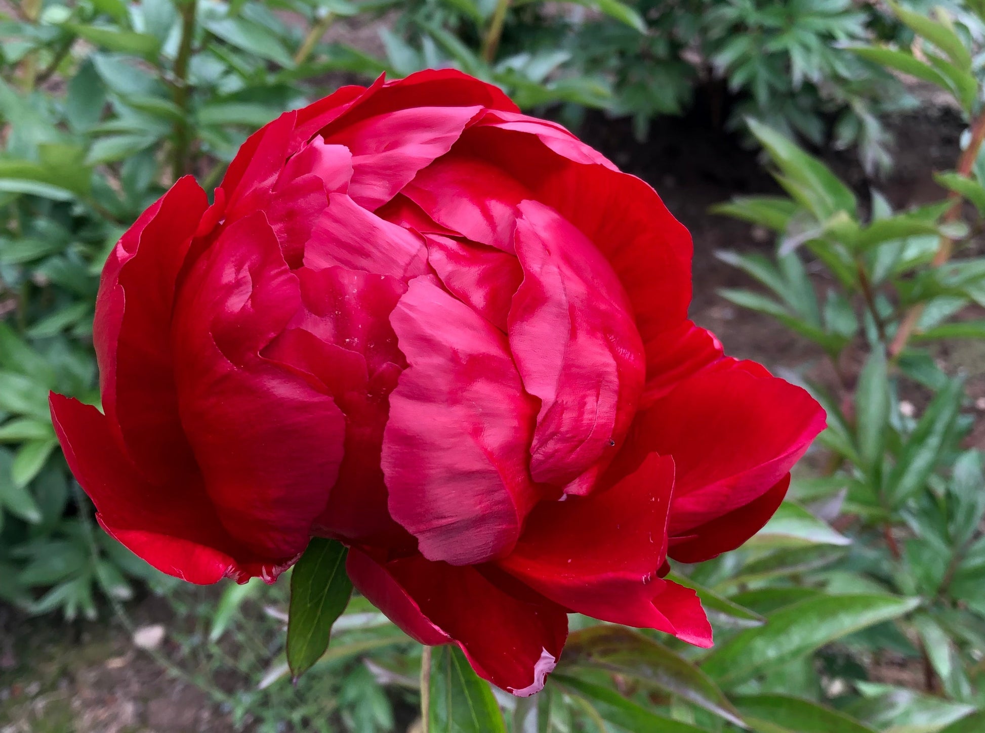 Red Red Rose Saunders peony bud opening at Brooks Gardens farm