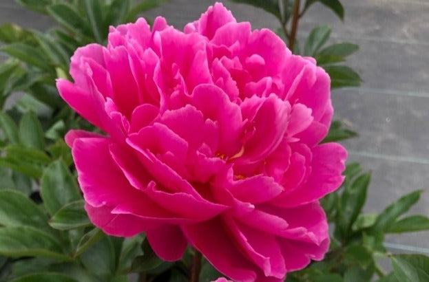 Vivbrant peony fluffy double peony Rozella. Superb flowers. Available from Brooks Gardens peony farm, Oregon. 