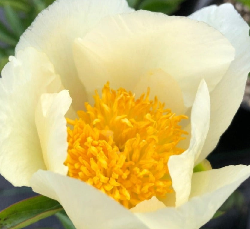 Soft yellow peony golden center Sophies Lullaby 