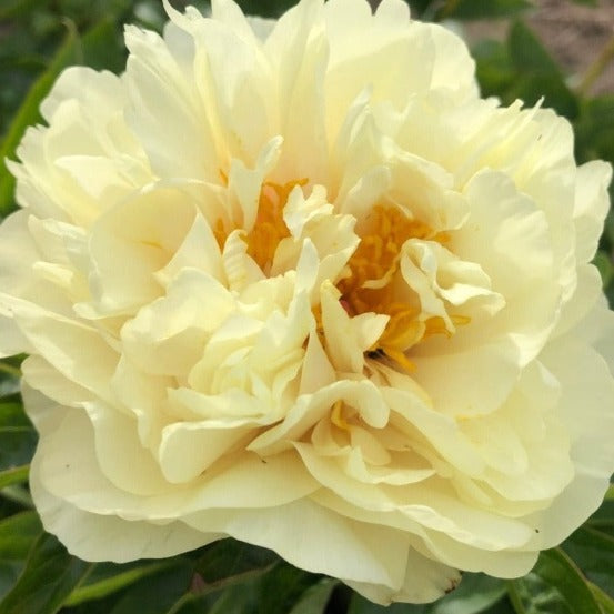 Double yellow peony 'Sunny Boy' photo copyright Brooks Gardens
