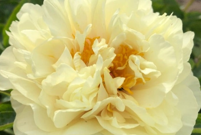 Fluffy double yellow peony Sunny Boy 