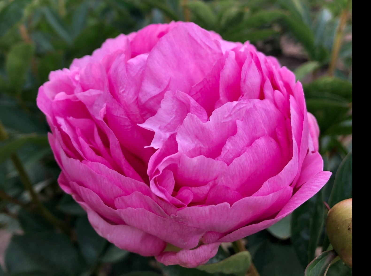 Vivid  Rose bright pink double peony