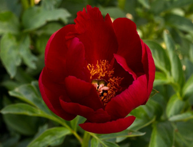 Illini Warrior peony plants - photo ©Brooks Gardens, Oregon 