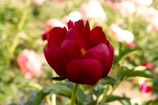 Tall dark red peony Illini Warrior - photo©Brooks Gardens, Oregon 