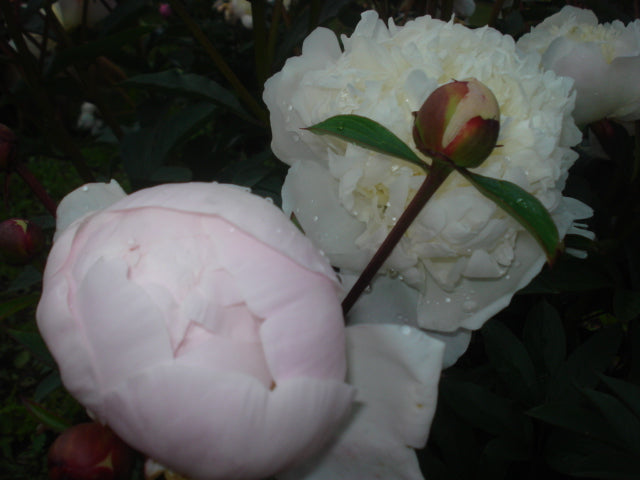 Immaculee peony bud and double flower at Brooks Gardens Oregon peony farm