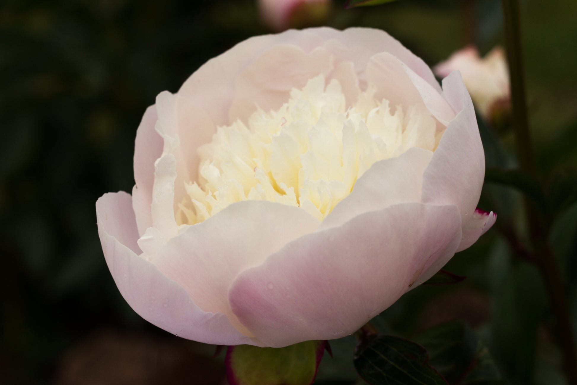 Immaculee peony at first blush Brooks Gardens