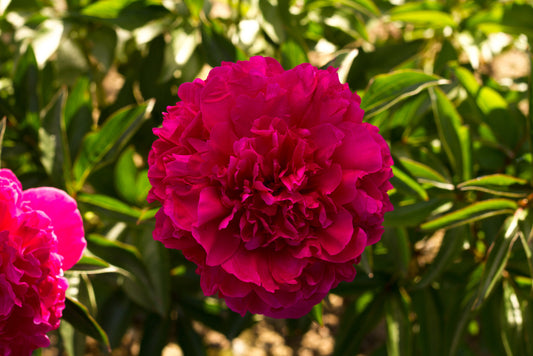 Irwin Altman peony - photo  ©Brooks Gardens Peonies