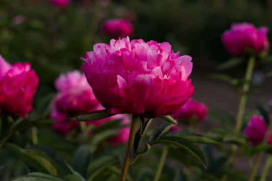 Favorite fluffy double hot pink peony. Plants and roots for sale at Brooks Gardens Peonies.