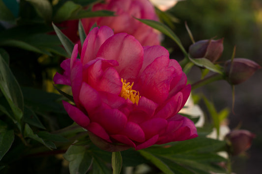 Julia Rose Itoh intersectional peony -  photo©Brooks Gardens, Oregon 