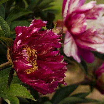 Kaleidoscope Itoh intersectional peony - photo©Brooks Gardens, Oregon 