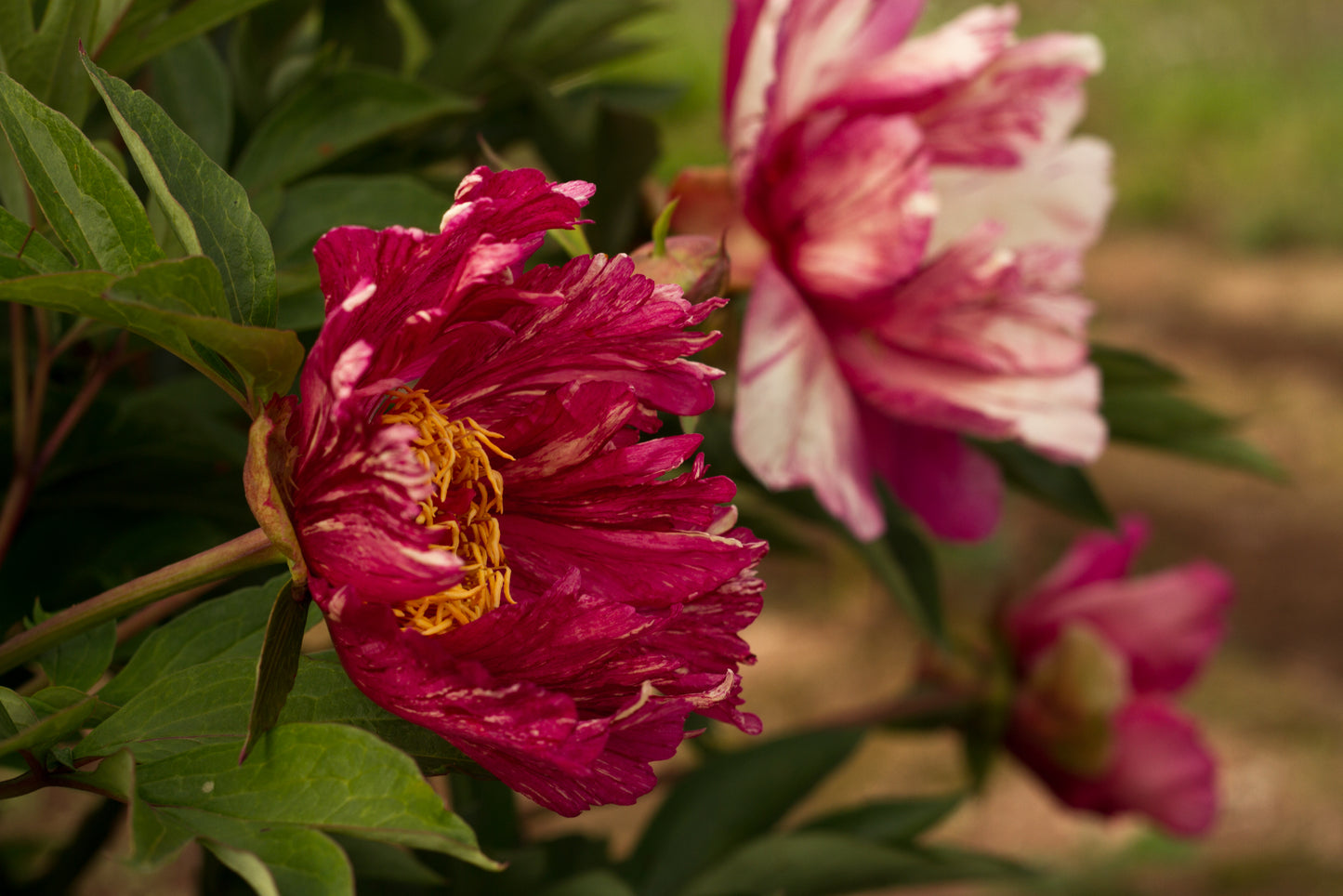 Red and creamy white Itoh peony Kaleidoscope, Anderson. Roots and plants at Brooks Gardens peony farm, OR. 