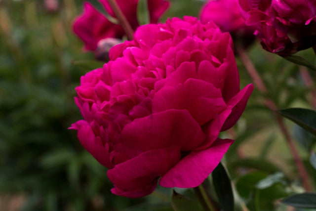 full red double peony Kansas - Brooks Gardens Peonies 