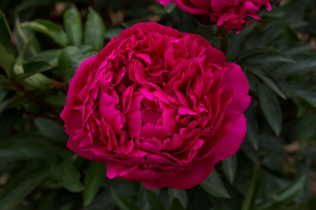 best full double red peony Kansas roots for sale at Brooks Gardens
