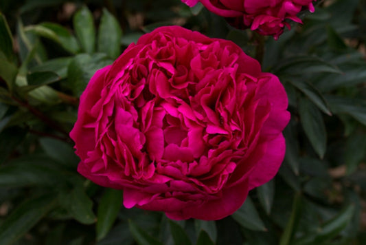 best full double red peony Kansas roots for sale at Brooks Gardens