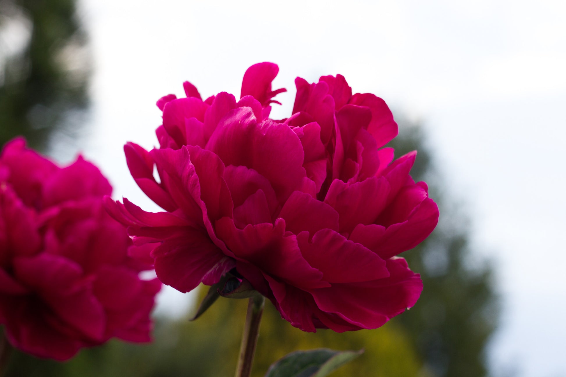 Karl Rosenfield red peony - Brooks Gardens Peonies