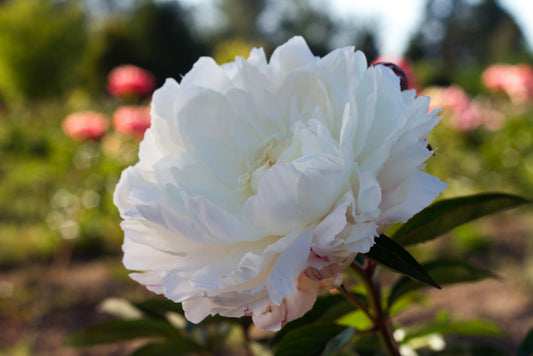 Kelway's Glorious - Brooks Gardens Peonies 