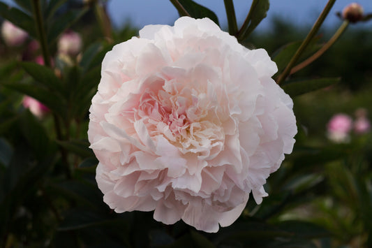 Old fashioned beautiful heirloom soft blush pink La Perle peonies. Roots plants at our peony farm, Brooks Gardens, Oregon peony farm. 
