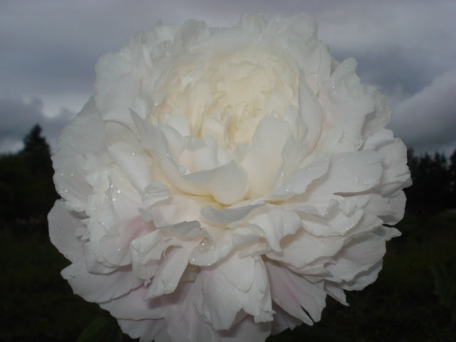 Lady Alexandra Duff - Brooks Gardens Peonies 