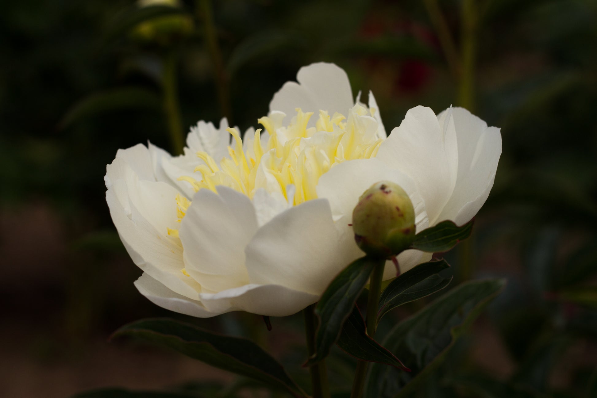 White guard petals and creamy yellow center on Laura Dessert peonies. Available at Brooks Gardens peony Oregon arm. 