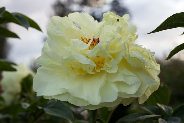 Big fluffy yellow peony Lemon Chiffon. Gorgeous flowers, seed producer. Photo©Brooks Gardens, Oregon 