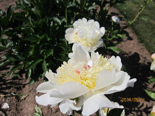 Lemon Queen - Brooks Gardens Peonies 