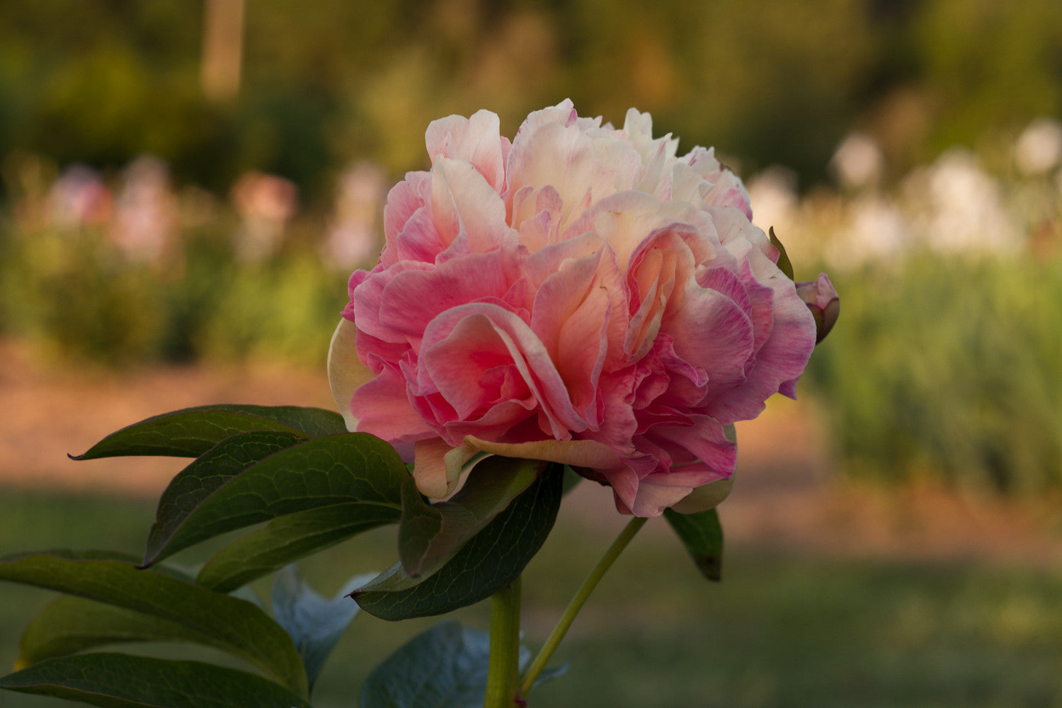 Lois' Choice creamy pink blend peony at Brooks Gardens peony farm.