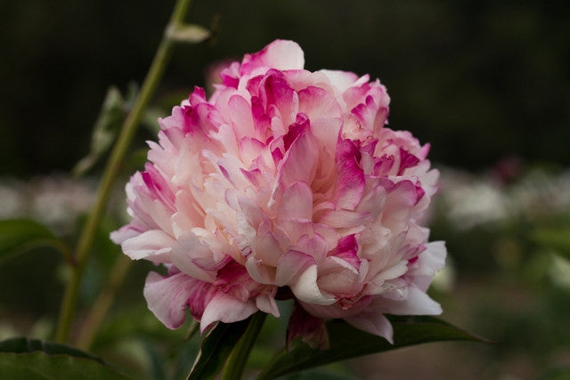 Lord Cavin  peony, double white with red highlights at Brooks Gardens 